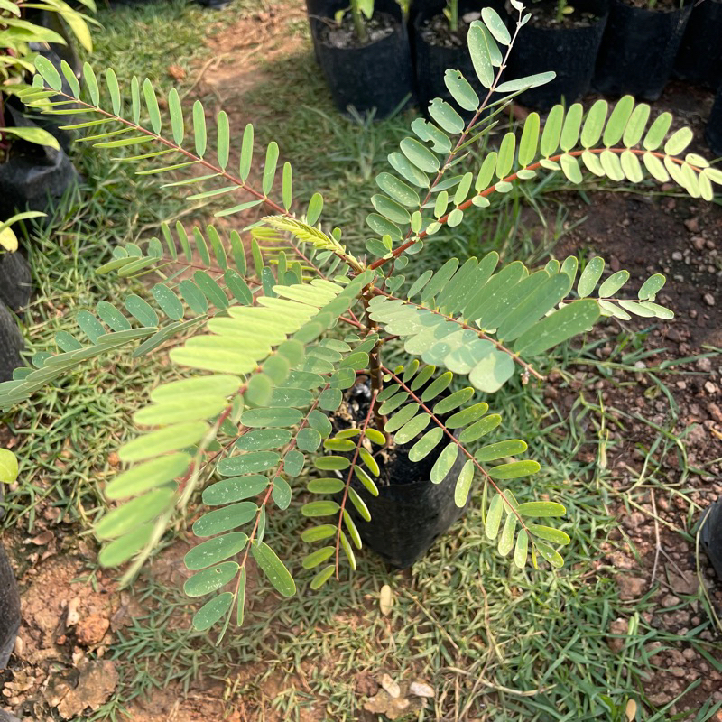 ต้นแคขาว ต้นแคแดง แคพันธุ์เตี้ย ในถุงดำ 3.5 x 7 นิ้ว - รูปที่ 2