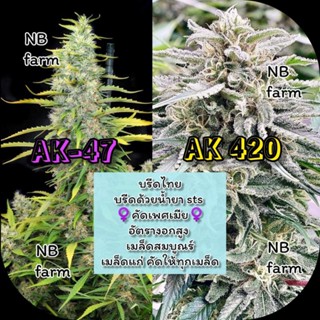 เมล็ดกัญชา AK 47 - AK 420 ออโต้ โฟโต้♀️คัดเพศเมีย 🔥มีใบอนุญาตจำหน่าย