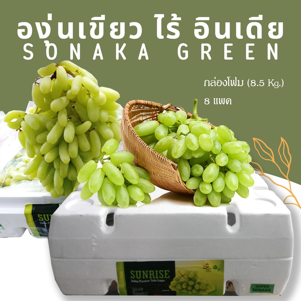 🍇 องุ่นเขียว ไร้เมล็ด อินเดีย I Sonaka Green Seedless Grapes นำเข้าจากประเทศ อินเดีย 1 กล่อง (8 แพค)