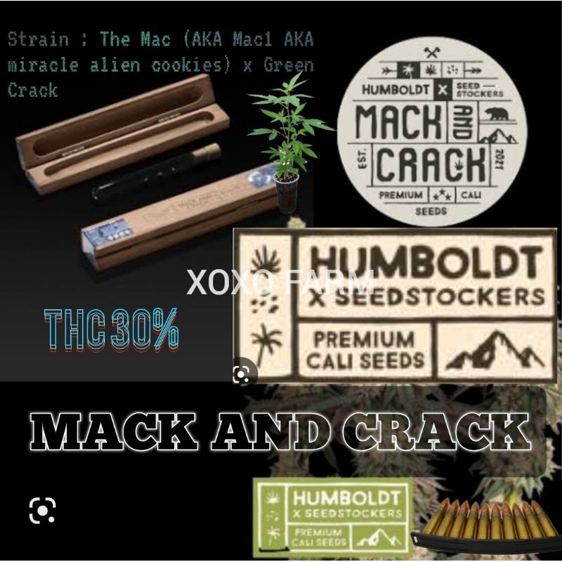 กิ่งชำกัญชา MACK & CRACK ค่าย HUMBOLDT SEED โฟโต้ เมียแท้ 100%