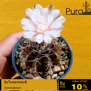 ต้นกระบองเพชร ยิมโน ดอกคละสี ไม้เพาะเมล็ด #แคสตัส #ยิมโนด่าง #cactus #Gymnocalycium