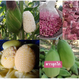 พร้อมส่ง 🌽เมล็ดข้าวโพดแคระ ข้าวโพดเหนียว อัตรางอก 99% (100 เมล็ด)