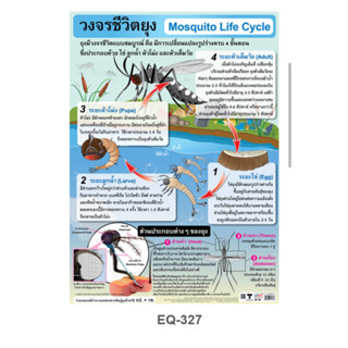 วงจรชีวิตยุง EQ 327 โปสเตอร์สื่อการสอน หุ้มพลาสติก ขนาด 50 * 70 cm