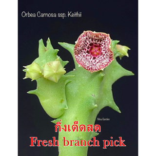 เก๋งจีน Orbea Carnosa ssp. Keithii(Pink) *กิ่งเด็ดสด* แคคตัส ไม้อวบน้ำ Cactus and Succulent