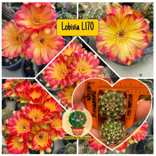 หน่อเด็ดสด จัดชุด 2 หน่อ 25 บาท แคคตัส/กระบองเพชร Cactus Lobivia โลบิเวีย L170