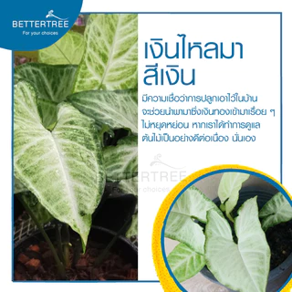 เงินไหลเงิน (จำนวน 1 ช่อ) ต้นไม้ฟอกอากาศ สามารถเลี้ยงกับน้ำได้ ต้นไม้มงคล ต้นไม้น้ำ ต้นไม้
