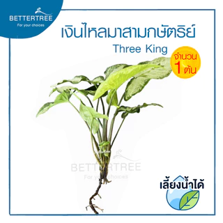 เงินไหลมาสามกษัตริย์ ทรีคิงส์ เลี้ยงน้ำได้(จำนวน 1 ต้น) Syngonium Three Kings เงินไหล ต้นไม้ ต้นไม้เลี้ยงน้ำ ไม้ฟอกอากาศ