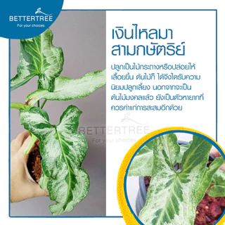 เงินไหลมาสามกษัตริย์ ทรีคิงส์ เลี้ยงน้ำได้(จำนวน 1 ต้น) Syngonium Three Kings เงินไหล ต้นไม้ ต้นไม้เลี้ยงน้ำ ไม้ฟอกอากาศ