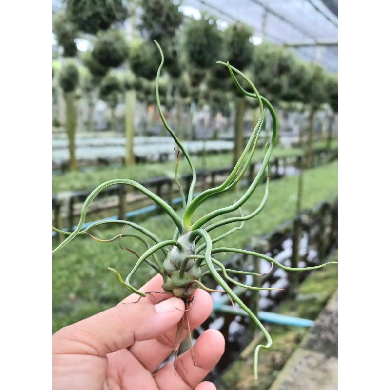 Tillandsia bulbosa single