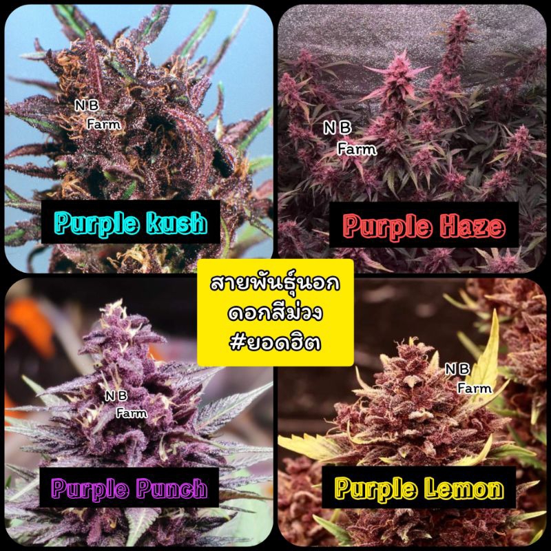 เมล็ดพันธุ์ สายพันธุ์ Purple ดอกม่วง ออโต้/โฟโต้ คัดเพศเมีย