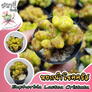 หยกนำโชคคริส Euphorbia​ Lactea​ Cristata กระบองเพชร ไม้อวบน้ำ succulent แคคตัส cactus