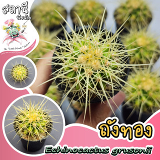 ถังทอง Echinocactus grusonii กระบองเพชร ไม้อวบน้ำ succulent แคคตัส cactus