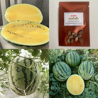 เมล็ดแตงโมสายน้ำผึ้ง เมล็ดพันธุ์แตงโมสายน้ำผึ้ง แตงโมเหลือง yellowwatermelon