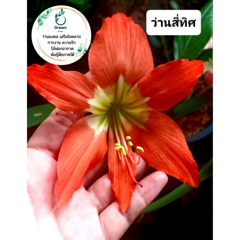 ว่านสี่ทิศ ดอกสีส้มโอรสและดอกสีแดง หัวใหญ่เท่าลูกปิงปอง