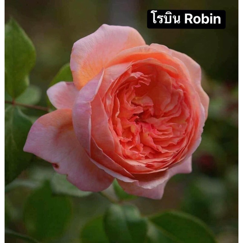 กุหลาบ-โรบิน Robin สีของดอกจะเปลี่ยนจากสีส้มเข้มเป็นสีส้มแอปริคอต หอมแรงกลิ่นพีช ผสมกลิ่นผลไม้รวมและกลิ่นชา เลี้ยงง่าย