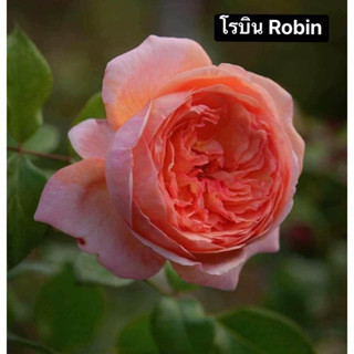 กุหลาบ - โรบิน Robin