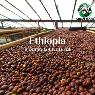 สารกาแฟ Ethiopia Sidamo G4/ Natural Process