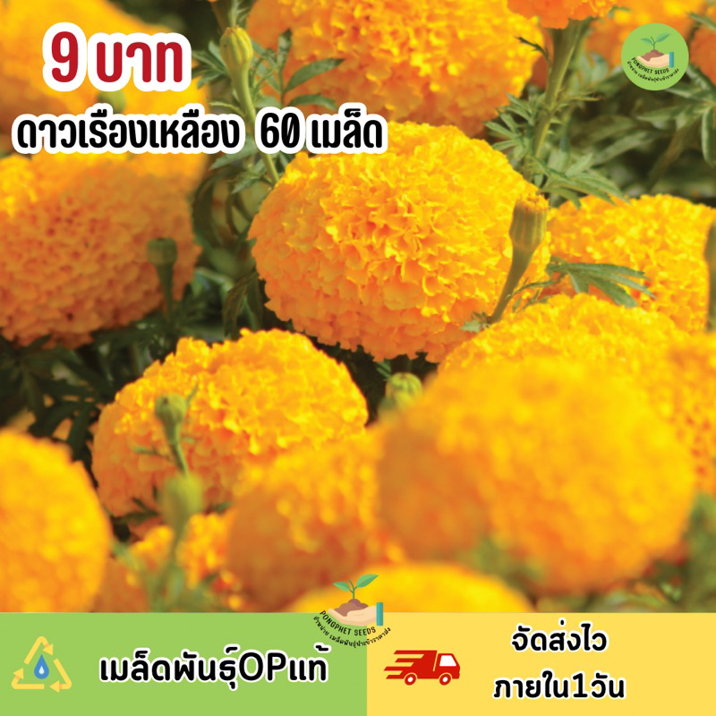 ซื้อ สุดคุ้ม 9 บาท เมล็ดพันธุ์ดอกดาวเรืองสีเหลือง บรรจุ 60 เมล็ด