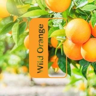 Wild Orange essential oil 15ml