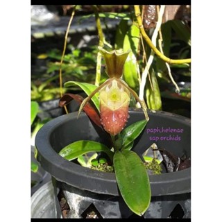 Paphiopedilum helenae กล้วยไม้รองเท้านารีเฮเลนเน่