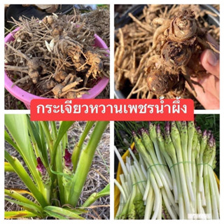 หัวพันธุ์กระเจียวหวานเพชรน้ำผึ้ง 1กิโล