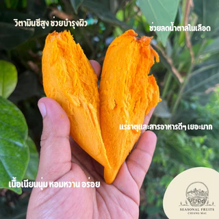 เซียนท้อ หรือม่อนไข่ ไซส์ใหญ่ 2-4 ลูกต่อโล