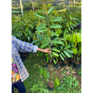 ต้นทุเรียนมูซังคิง ถุงใหญ่ 🌳สูงประมาณ 1.5 เมตร🌳