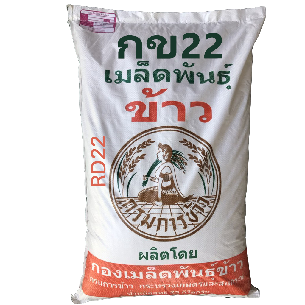 เมล็ดพันธุ์ข้าว กข22 กรมการข้าว ข้าวเหนียวหอมต้นเตี้ยทนโรคไหม้และแมลงบั่วให้ผลผลิตสูง