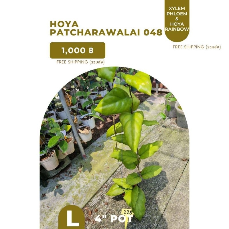 Hoya Patcharawalai 048 /โฮย่าพัชราวลัย048