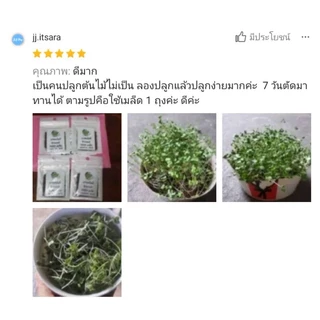 เมล็ดพันธุ์ ต้นอ่อน บลอคโคลี 5 กรัม (Broccoli Sprout)