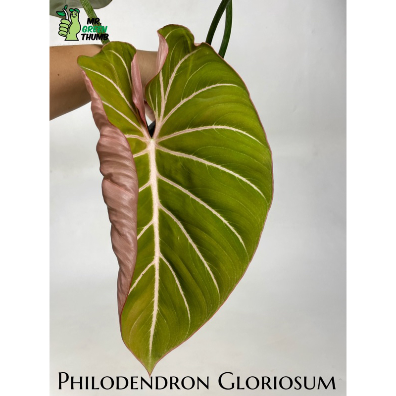 ปล่อย Philodendron Gloriosum  ก้านกลมเอกวาดอร์ หลังชมพู ไม้ 4 ใบ