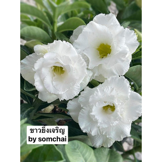 ⭐ชวนชมดอกซ้อน🌺 ขาวยิ่งเจริญ จัดส่งถอนต้น ขนาดกระถาง6นิ้ว🍃