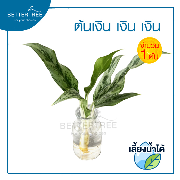 เงินเงินเงิน (จำนวน 1 ต้น) สามารถเลี้ยงน้ำได้💧ไม้ฟอกอากาศ