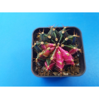 LBHB ยิมโนคาเลเซียมด่าง (Gymnocalycium Variegated) สวยใหญ่ น่าสะสม  ยิมโนสีชมพู