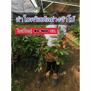 ลำใยคริสตัลม่วงจำโบ้ขนาด90-100ซม.สั่งซื้อ2ต้นให้ราคาส่ง