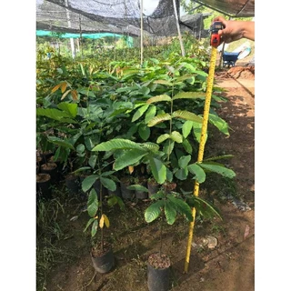 ลำใยคริสตัลม่วงจำโบ้ขนาด90-100ซม.สั่งซื้อ2ต้นให้ราคาส่ง
