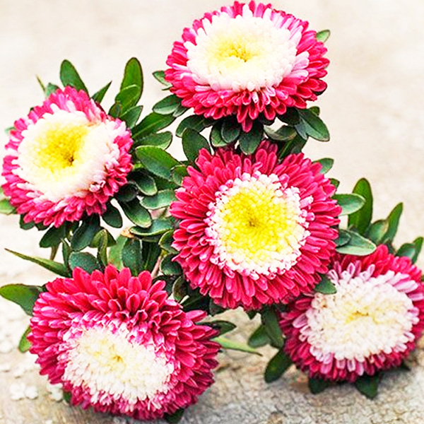 แอสเตอร์ไข่ดาวสีแดง คละสี ถูกที่สุด10บ. เมล็ดพันธุ์แอสเตอร์ไข่ดาวสีแดง 30-180เมล็ด ปลูกง่าย ดอกดก สวยมาก