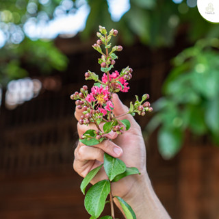 Treeno.9 T57 ดอกยี่เข่ง (Lagerstroemia Indica) ถุง 8 นิ้ว / สูง 80-100 ซม. / ไม้ประดับ ไม้ดอก (ต้นไม้)