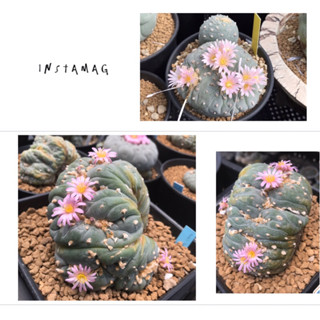 เมล็ดโลโฟ Lophophora fricii x Cristata seeds (แม่ฟริ x พ่อฟริคริส)-Update 30/7/66