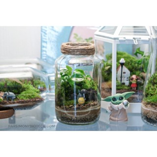 01 สวนขวด Terrarium ตกแต่งบ้าน ของขวัญ