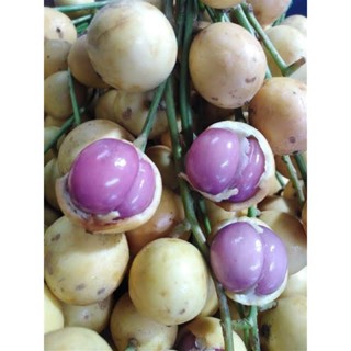 ต้นมะไฟข้าวเหนียวดำ (เสียบยอด)สูง 60-70 ซม. เนื้อสุกเป็นสีม่วงเข้ม หรือสีเกือบดำ รสชาติหวานอมเปรี้ยว ปลูกง่าย ติดลูกดก