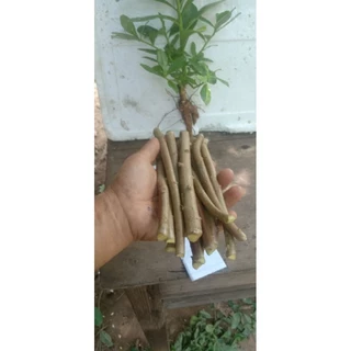 กิ่งละ 3 บาท! โสมไทยกิ่งสด พร้อมปักชำ ชุด 20 กิ่ง 50 บาท (แถมเพิ่มในตัว) จากไร่อุ่นศรี