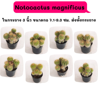 NT013 Notocactus magnificus(กลีบมะเฟือง) ตัดให้แตกกอ Cactus กระบองเพชร พืชทะเลทราย ตะบองเพชร