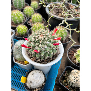 แมมมิลลาเรีย เมล็ดแมมหนามพิกุล เมล็ดกระบองเพชร  Mammillaria mammillaris