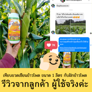เซียนข้าวโพด 1 แกลลอน แถม 2 ลิตร ฮอร์โมนข้าวโพด ฉีดพ่นทางใบ อาหารพืช