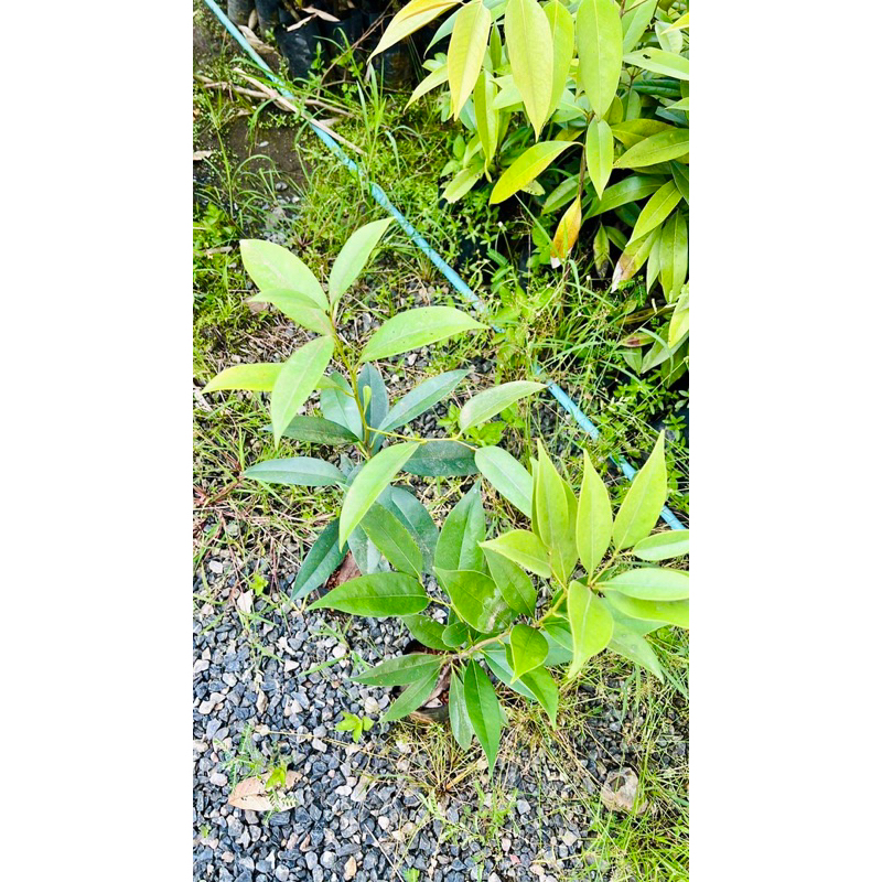 ไม้ขาวดำ ต้นสาวดำ มะพลับทอง (ไม้ป่า) ชำต้นกล้า✅รับประกันของแท้จากจังหวัดสตูล (ไม่รับเก็บเงินปลายทาง) คัดต้นสูงแข็งแรง - รูปที่ 3