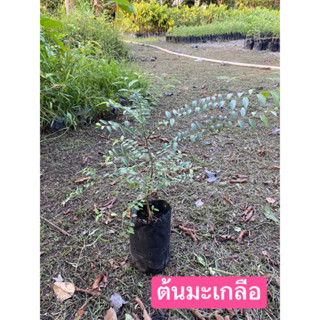 ต้นมะเกลือ พันธุ์ไม้พระราชทานของจังหวัดสุพรรณบุรี 20-30ซม.