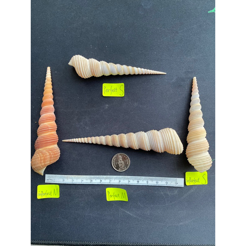 เปลือกหอยทะเลยาว DA HONG DING long sea snail shells