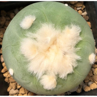 🐩💕ต้าวลูกหมา ขนปุกปุยเกินปุยมุ้ยยลูก🐶🥰🐩 🐷🐽🐷Lophophora Diffusa koike เป็นลูกไม้สายหัวฟูๆจากต้นพ่อแม่ญี่ปุ่น🇯🇵❤️