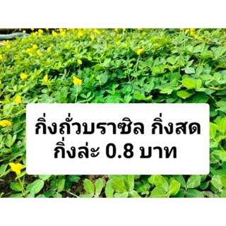 กิ่งถั่วบราซิล กิ่งสด  กิ่งล่ะ 0.8 บาท แถมฟรีทุกออเดอร์